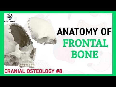 Frontal Bone Anatomy | Cranial Osteology #8