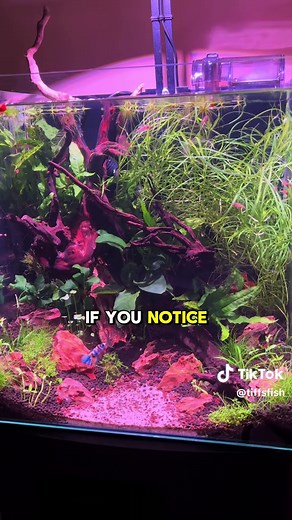 How Much to Feed Betta Fish
