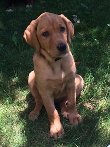 Fox Red Labrador Retriever Puppies For Sale | Derby Labradors