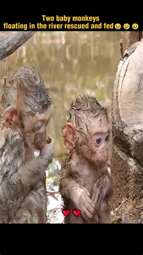 Adorable Baby Monkey Rescue Story: Two Monkeys Saved and Nurtured