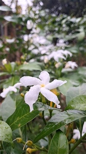 Tu mila de Jindegi se🌼🥰♡||#rain #barish #minivlog #love#mousam