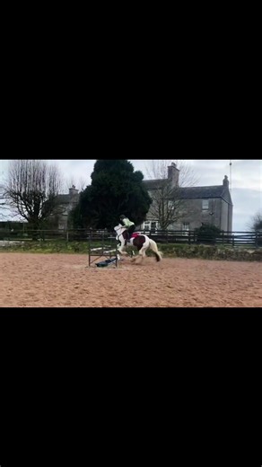 The amount of love I have for this pony🥹🥹 my Millie mouse 🐭