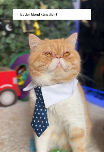 Discover the Secrets of Black Magic in Cat Videos