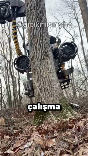 How do tree-cutting robots work? 🌲🤖