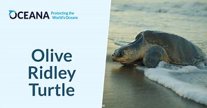 Olive Ridley Turtle | Oceana