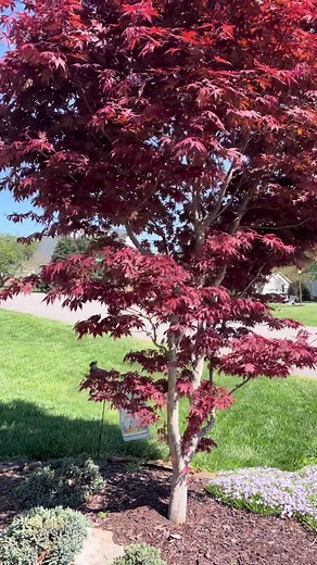 Beautiful Red Japanese Maple #japanesemaple #acer #japanesemapletree #treelovers #northcarolina #tree #dadsoftiktok #spring #plantsoftiktok