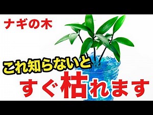 [Gardening] What causes Nagi trees to become dry and how to revive them