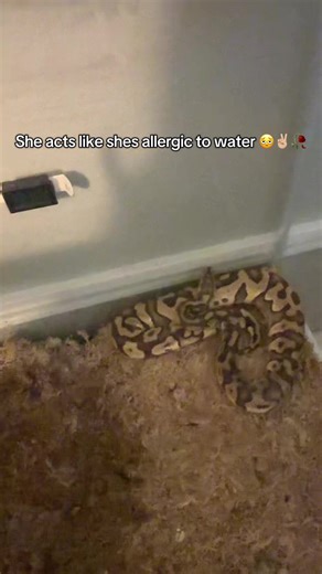 😭😭😭 #fyp #snake #meme #funneh #skyler