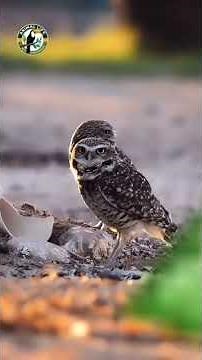 Coruja buraqueira,Burrowing owl