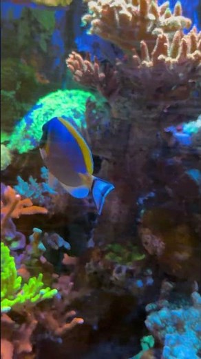 Powder Blue Tang in the Craft Aquatic 120 Mixed Reef Aquarium