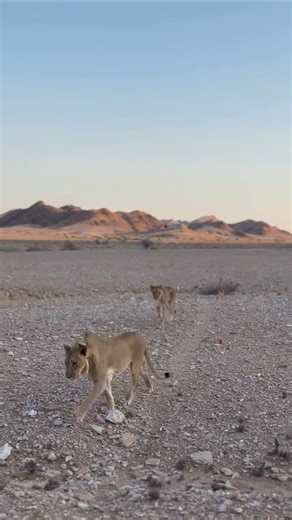 🇳🇦✨ 7 DAYS OF ADVENTURE IN NAMIBIA ✨🌄 For 2 people • Desert • Wildlife • Adventure • Unforgettable Day 1 – Windhoek Arrival 🌆 Touchdown in Namibia! Explore Windhoek city, relax at a boutique lodge, and enjoy local cuisine for your first taste of Namibian culture. Day 2 – Windhoek → Sossusvlei 🏜️ Drive through the Namib Desert to Sossusvlei. Climb the iconic red dunes, explore Deadvlei, and capture sunset over the endless desert landscape. Day 3 – Sossusvlei → Sesriem & Canyon Adventure 🌄 M