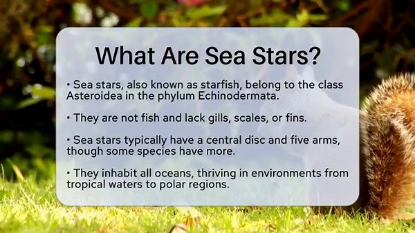 What Are Sea Stars? - Biology For Everyone