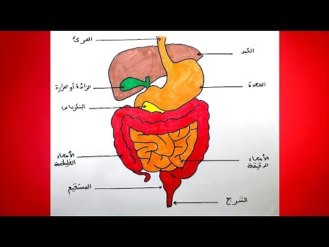 رسم الجهاز الهضمي عند الانسان مع البيانات