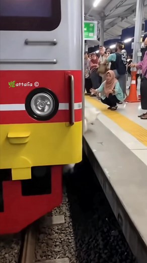 The moment a Husky failed to save a child who fell onto the train platform😭 #fblifestyle | Attalia Yang Youisa