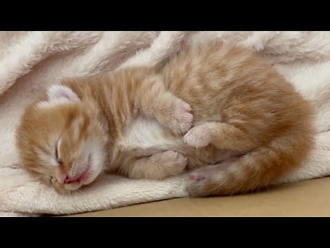 お昼寝中の赤ちゃん子猫とパパ猫がかわいい💕... 赤ちゃん子猫の成長記録 Tiny Baby Kitten