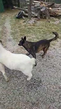 Keep It Moving! #WhittAcres #enjoynaturetoday #homesteadinglife