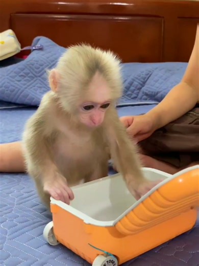 After fever Baby Monkey is happy to play with his brother