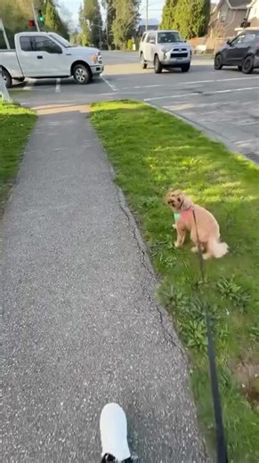 Cockapoo Squeaks in Excitement After Failing to Recognise Her Favorite Human