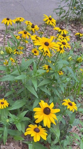 Black-Eyed Susans #flowers #flowerlovers #naturelovers #nature #flowergarden #wildflowers