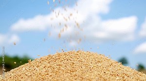 Wheat grain kernels falling on pile of wheat kernels
