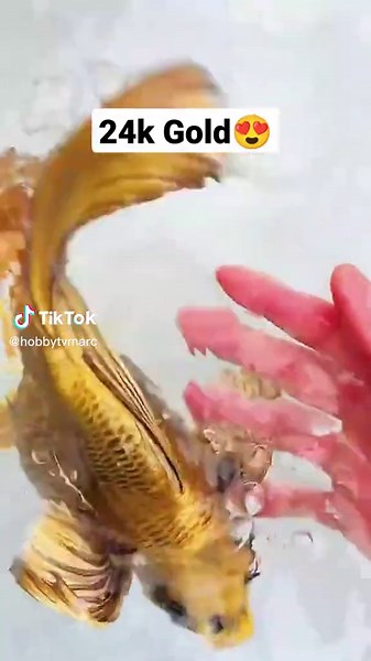 Amazing 24k Gold Fish😍 #goldfish #fish #fishfarm #goldfish #goldfish_tuongvy🐠 #goldfishclub