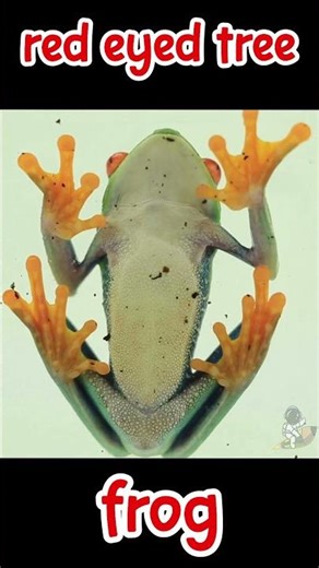 Rainforest Animals -- Red Eyed Tree Frog for #kids #preschoollearning #preschoollearningforkids