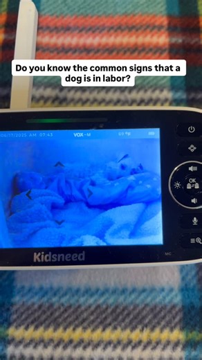 Mary Mulloy on Instagram: "When a dog is in labor here are the signs we watch for… 1). Temperature drops 2 degrees. Or falls below 98 degrees 2). Dog usually refuses food when in labor. Usually the morning of labor 3). The dogs starts hiding or staying in their bed. Our dogs try to hide in their nighttime crate 4). Vigorously Digging or tearing at the bedding (they may be close!) 5). Whining, worried, needy. (Some dogs are like this) Any or all of the above signs are big signals for me that my d