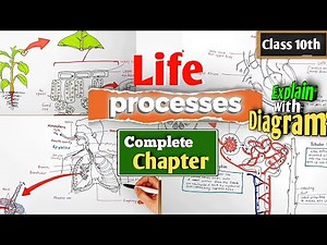 Life Processes Class 10 Biology | Life processes in living organisms | Complete chapter in one shot