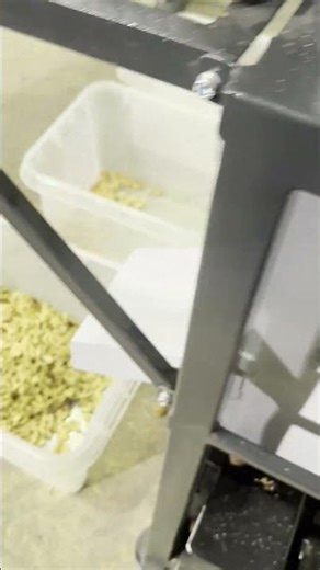 Vibrating sieve for sorting walnuts #walnut #processing #nuts