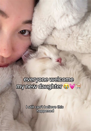 Welcome Home My New Ragdoll Kitten!