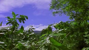 2.4M views · 50K shares | Did you know... Lizards can fly between...