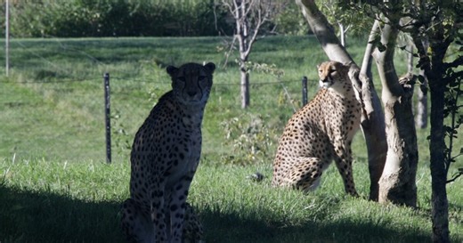 Meet Astrid, Valka and Ravdna: Indianapolis Zoo's new cheetah girls