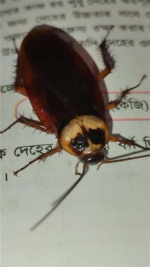 Cockroach #cockroach #insects #shorts