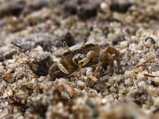 What Good is the Fiddle on a Fiddler Crab?
