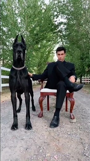 Great Dane Transformation from puppy to fully grown