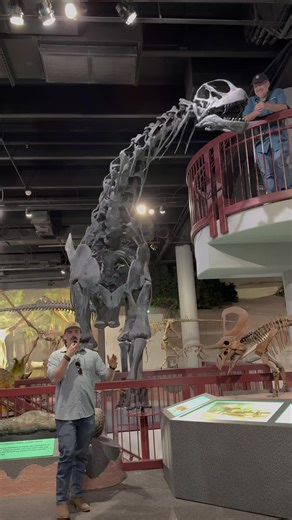 Discovering Camarasaurus: A Jurassic Sauropod