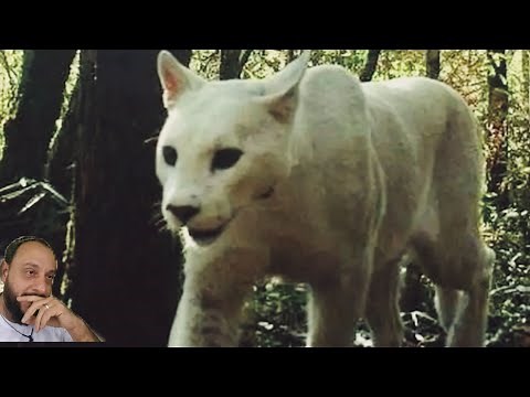 Onça branca. Onça parda inteiramente branca. Descoberta fabulosa do ICMBio. Biólogo Henrique