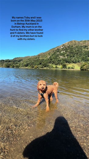 Encontrando a la familia de Toby el cockapoo