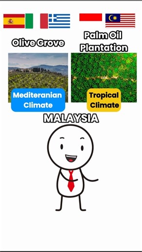 The Differences Between Olive oil vs Palm Oil Plantation