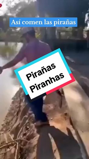 Pirañas y Cocodrilos en el Amazonas