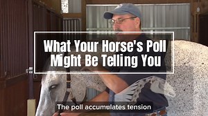 Why Wednesday ~ I’ve worked with several horses and often notice sensitivity or tightness in the poll area. Why do so many horses seem to hold tension there? Answer: The poll is a common accumulation point for tension because it reflects what’s happening throughout the entire body. Anything causing discomfort elsewhere can show up as tension in the poll: a sore back, sacroiliac issues, tight hind end muscles, sore front feet, or even internal discomfort like ulcers. The poll is rarely the primar