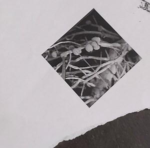 Based on the image, can you identify the type of fungi?... | Filo