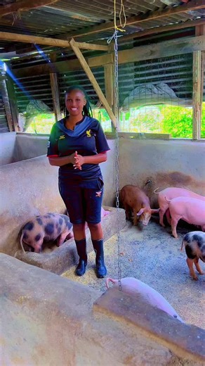 Raising Piglets for Sustainable Farming in Kenya