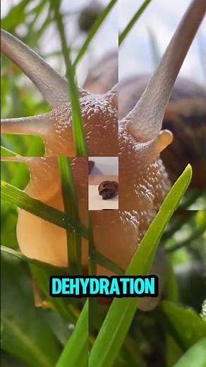 Why Do Snails Hate Salt?