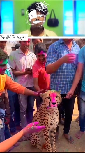 Try Not To Laugh Challenge 129 🤣 #trynottolaugh #comedy