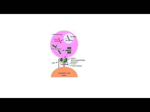 Cytotoxic T Cell Activation Tiny Teach