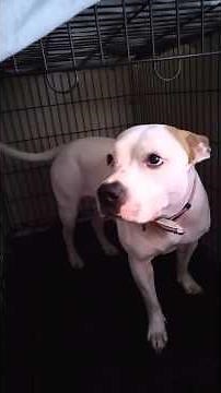 When your dog puts herself in time out