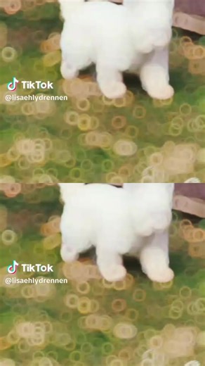 Job Jackson (@job.jackson4)’s videos with original sound - Job Jackson