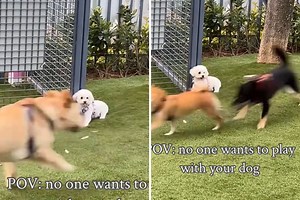 Bichon Frise Left Out at Dog Park—Owner in Tears Watching Her Sit All Alone