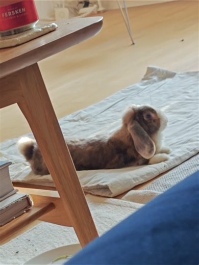 #petsoftiktok #rabbitsoftiktok #bunnylife